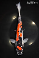 11.5" DOITSU GOSHIKI