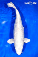 13.5" GINRIN PLATINUM OGON