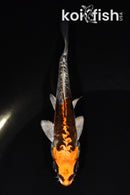 4.25" BENI KIKOKURYU