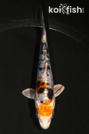 4.25" HEISEI NISHIKI