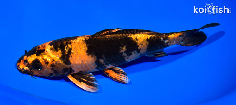 7.75" KIN HI UTSURI