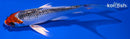 5.25" KUJAKU BUTTERFLY