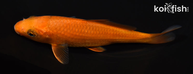 5" CHAGOI