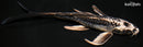 8.25" KIKOKURYU BUTTERFLY