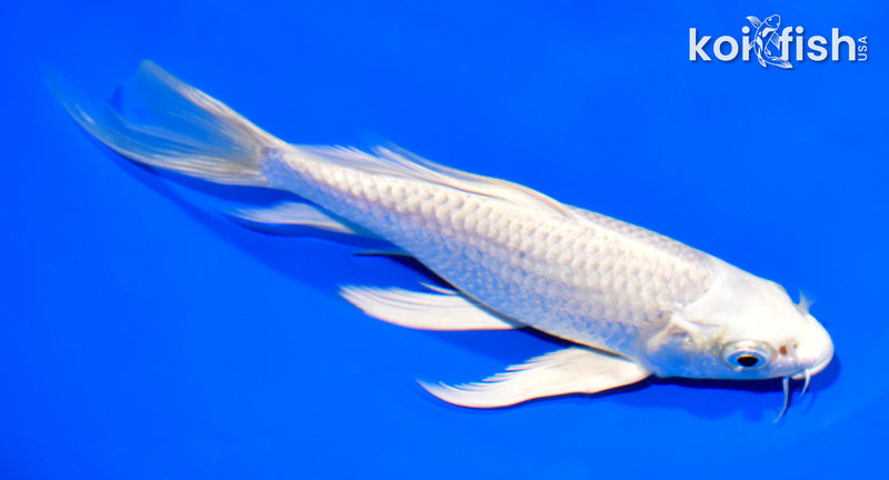 7" PLATINUM OGON BUTTERFLY