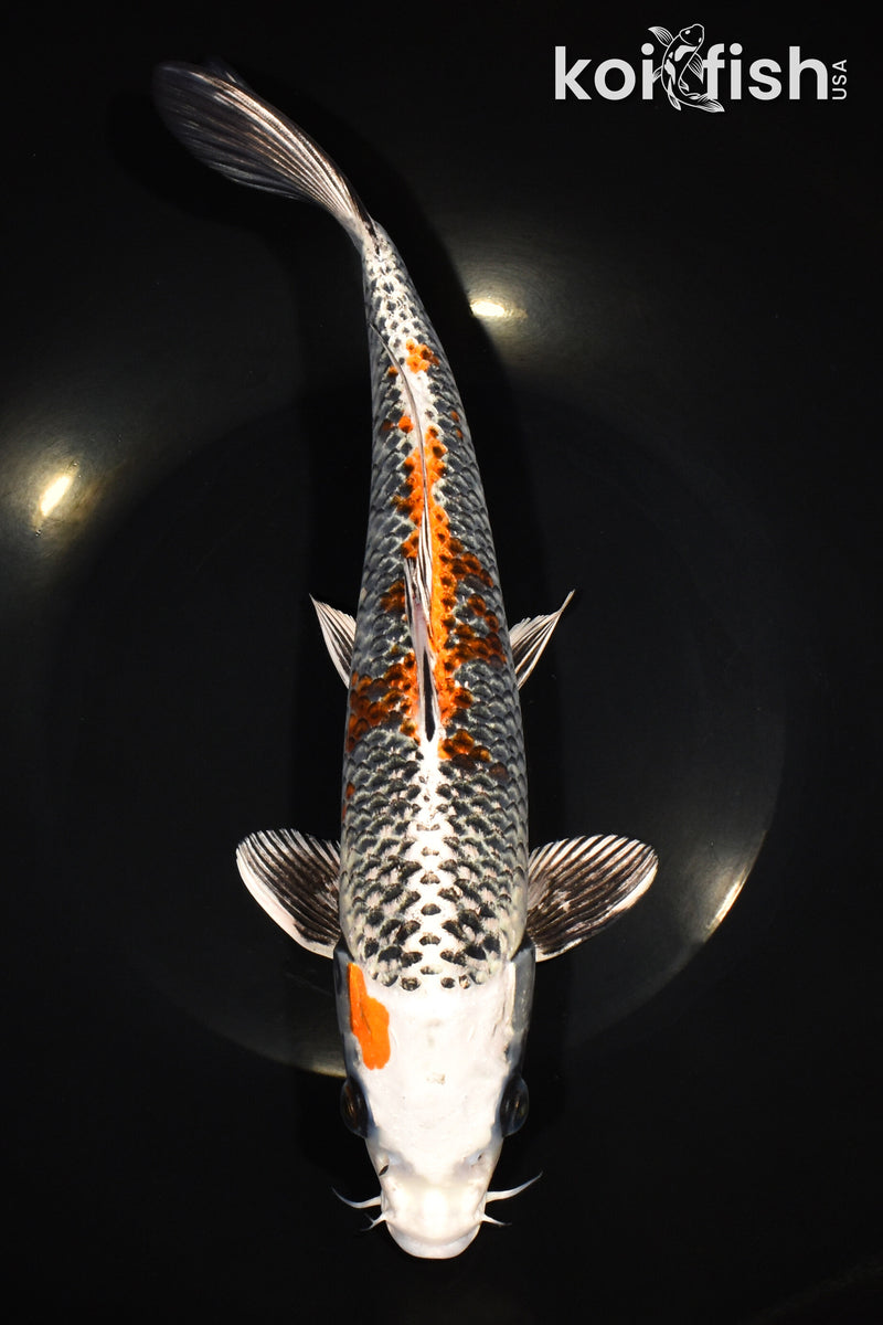 11.5" BENI GINGA