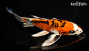 10" ARAGOKE BENI KIKOKURYU BUTTERFLY