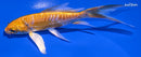 5" DOITSU YAMABUKI OGON BUTTERFLY