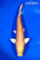 11.25" DOITSU ORENJI OGON