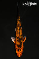 4.5" KIN HI UTSURI