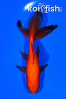 5.5" WATONAI GOLDFISH