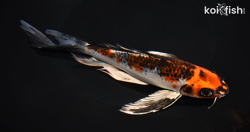 8.5" KUJAKU BUTTERFLY