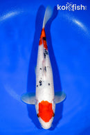 11.75" MARUTEN SANKE