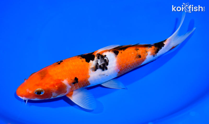 8.75" AKA SANKE