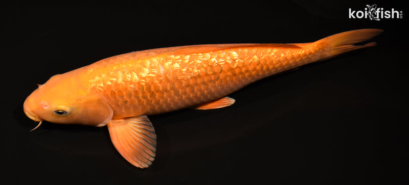 14.5" GINRIN CHAGOI