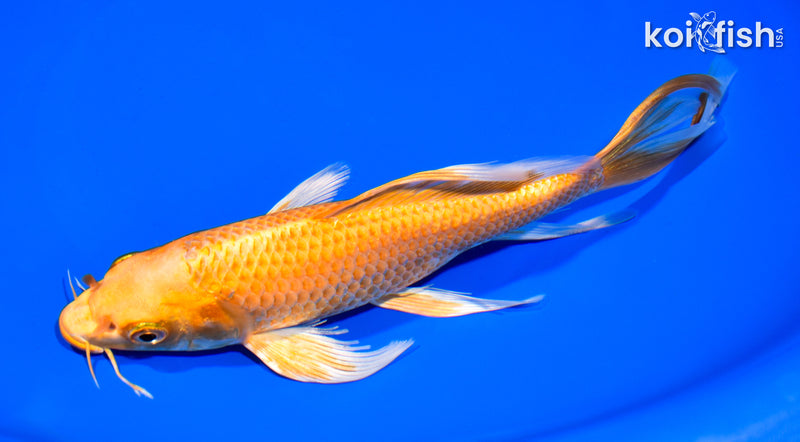 8.25" ORENJI OGON BUTTERFLY