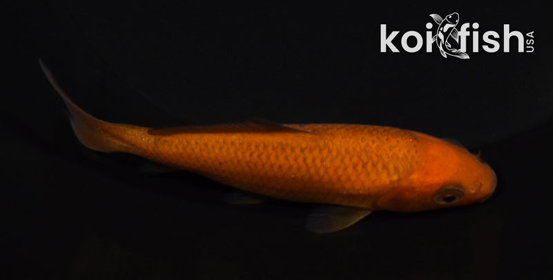 4" CHAGOI