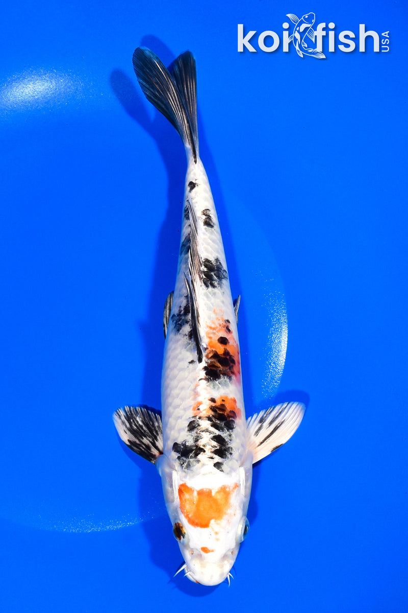 9" YAMATO NISHIKI