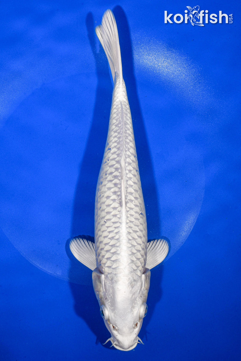 9.5" PLATINUM OGON