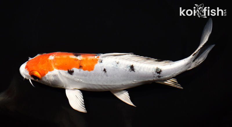 8" HEISEI NISHIKI