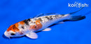 4" GINRIN YAMATO NISHIKI