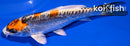 5.75" BENI KIKOKURYU