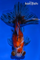 5" CALICO TELESCOPE GOLDFISH