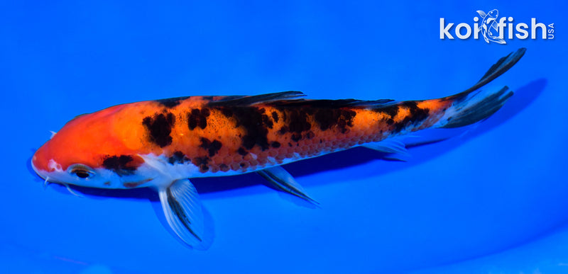 7" AKA SANKE