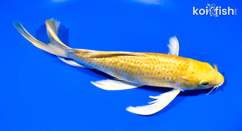 8.25" GINRIN HARIWAKE BUTTERFLY