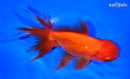 5" ORANDA GOLDFISH