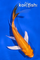 4.5" ORENJI OGON BUTTERFLY