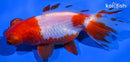 4.25" TELESCOPE FANTAIL GOLDFISH