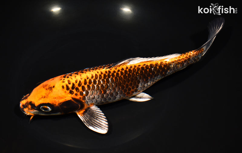 10" BENI GINGA