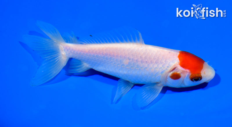 5" MARUTEN WATONAI GOLDFISH
