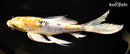 9.75" ARAGOKE HEISEI NISHIKI BUTTERFLY