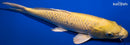 11" YAMABUKI OGON