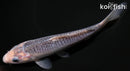 6.75" ASAGI