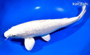 13.5" GINRIN PLATINUM OGON