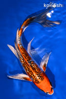 7.75" GINRIN KUJAKU BUTTERFLY