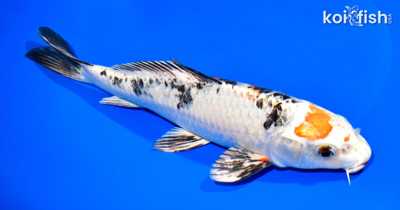 9" YAMATO NISHIKI
