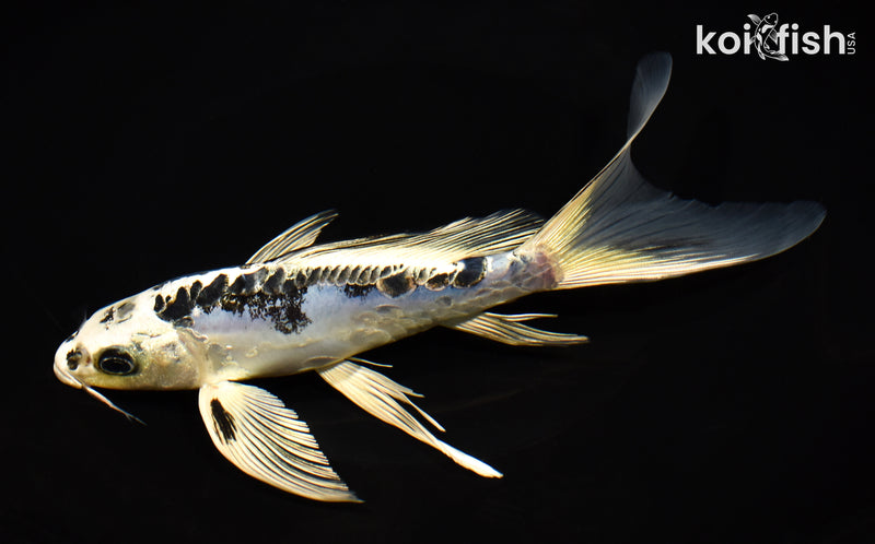 8.5" KIKOKURYU BUTTERFLY