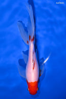 6.25" SARASA WAKIN GOLDFISH