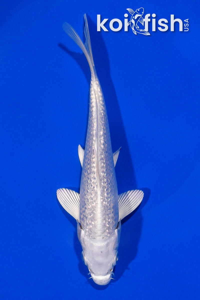 6.5" GINRIN PLATINUM OGON