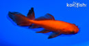 5.5" WATONAI GOLDFISH