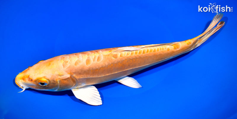 11.25" DOITSU ORENJI OGON