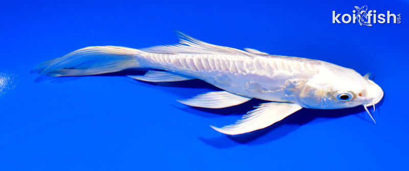 7.5" ARAGOKE PLATINUM OGON BUTTERFLY
