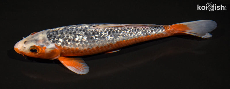 11.5" GINRIN ASAGI