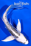 5" ARAGOKE KIKOKURYU BUTTERFLY