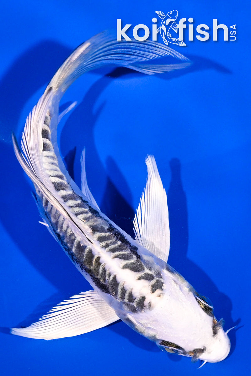 5" ARAGOKE KIKOKURYU BUTTERFLY