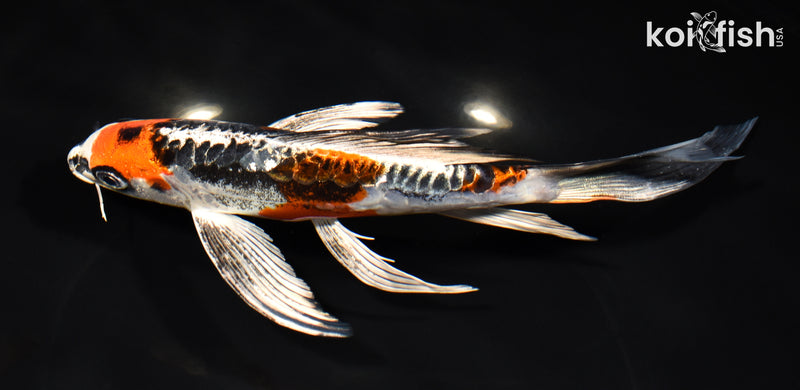 8.5" ARAGOKE BENI KIKOKURYU BUTTERFLY